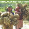 Himalayan nettle fiber