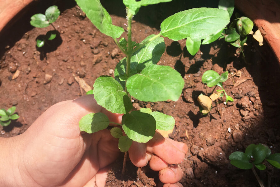 World Environment Day 2019 – Plant A Sapling