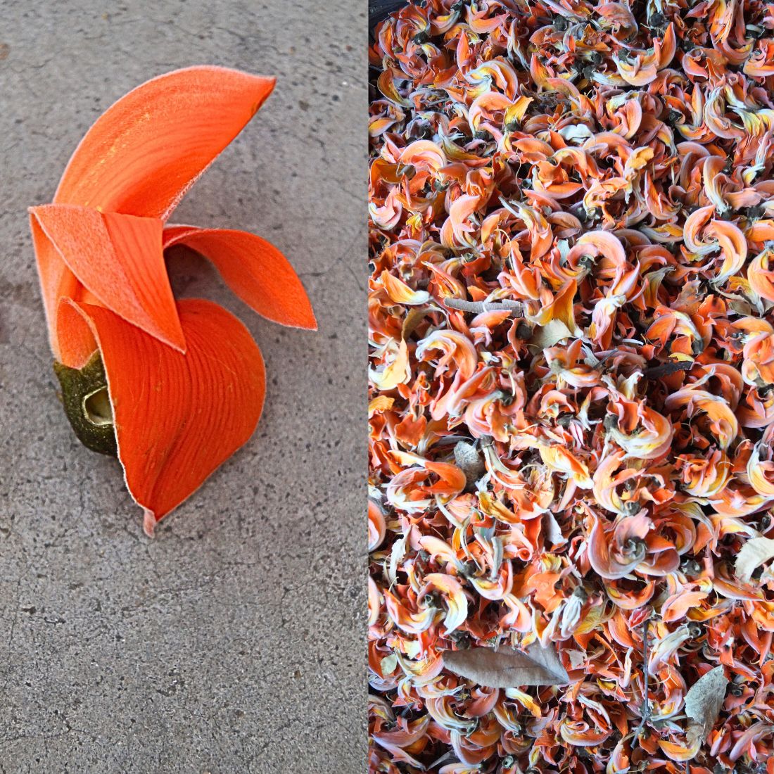 Flame of the forest Orange Dye Flowers